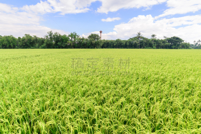 天空,泰国,田地,稻,蓝色,水平画幅,无人,早晨,户外,草