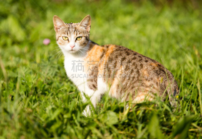猫,户外,草,无人,哈萨克斯坦,图像,水平画幅,大自然保护协会,sarah ferguson,筑巢处