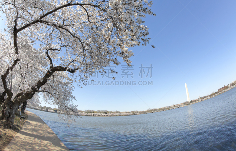 樱桃树,华盛顿纪念碑,华盛顿纪念馆,纪念碑,天空,旅行者,美洲,想法,国际著名景点,著名景点
