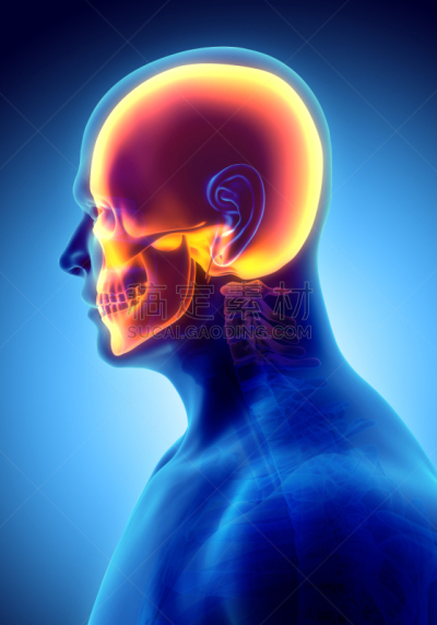 绘画插图,人体结构,人类骨架,三维图形,部分,头骨,神经外科,急诊处,人头骨,3d扫描