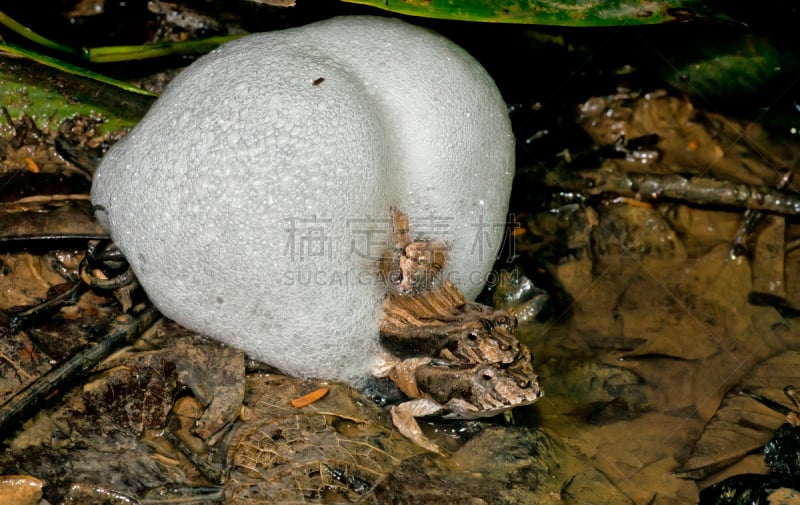 蛙,自然,野生动物,水平画幅,无人,青蛙,野外动物,户外,树蛙,自然保护区