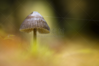 秋天,蘑菇,森林,自然,图像聚焦技术,选择对焦,水平画幅,小的,散焦,采摘