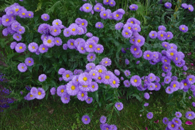 紫菀,自然美,自然,紫色,图像,花朵,灌木,紫苑,叶子,无人