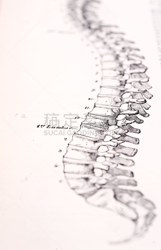 脊柱,健康保健,古董,插画,垂直画幅,人类肾脏,神经外科,肩胛骨,一致,骶骨