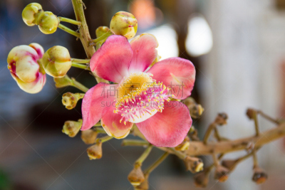 咖啡豆,尤脑香科树,萨尔岛,自然,水平画幅,快乐,夏天,特写,印度,华丽的