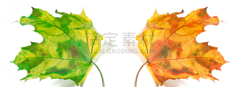 叶子,秋天,枫树,枯萎的,水平画幅,无人,阴影,组物体,干的,特写