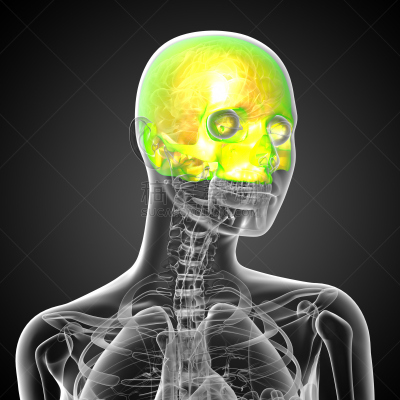 健康保健,顶部,插画,三维图形,头骨,人类骨架,死的,颌骨,人