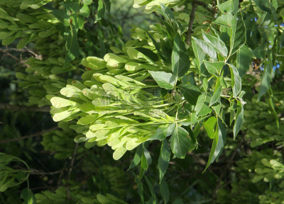 绿色,接骨木树,翅膀,种子,自然,垂直画幅,植物,彩色图片,无人,摄影
