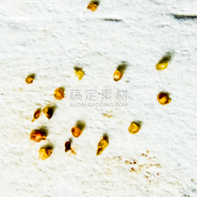 皮肤,纸,寄生的,粉刺,人,皮下的,炎症,碾碎了的,残酷的