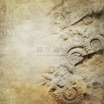 菊石,背景聚焦,牛皮纸,留白,纹理效果,古老的,化石,方形画幅,蜗牛,日记