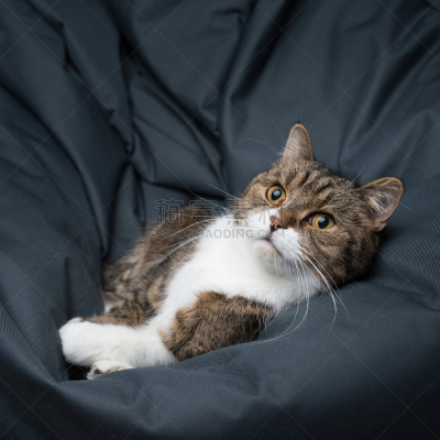 舒服,猫,懒人椅,肖像,软垫,英国短毛猫,沙发,一只动物,住宅内部,动物眼睛