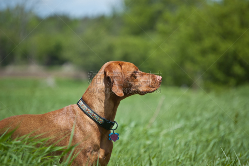 维希拉猎犬,绿色,波音达猎犬,田地,匈牙利,猎犬,自然,水平画幅,无人,侧面像