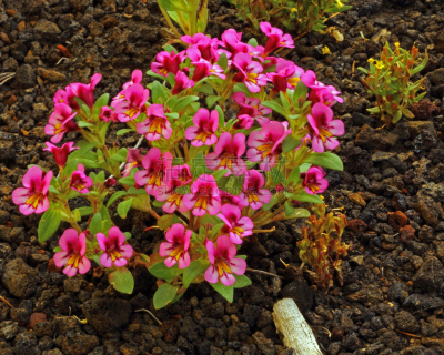 猴面花,紫色,植物,水平画幅,无人,2015年,野生植物,野花,摄影,花
