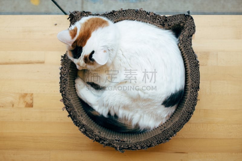 猫,卷着的,床,哺乳纲,水平画幅,可爱的,2015年,动物,猫科动物,腮须