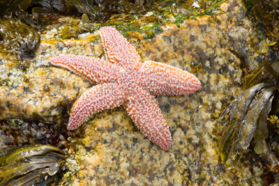 海星,海草,野生动物,潮水坑,水平画幅,岩石,无人,大西洋,石砌,普通海星