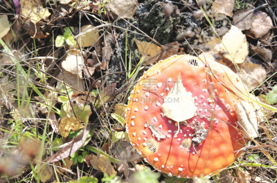 毒蝇菇,伞形毒菌,褐色,草地,水平画幅,秋天,无人,有毒生物体,户外,生物学