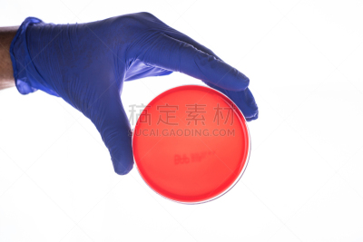 手套,手,拿着,皮氏培养皿,大特写,生物科技,水平画幅,微生物学,科学实验