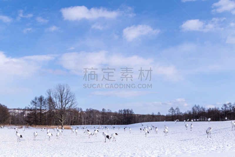 丹顶鹤,日本,北海道,灰鹤,钏路支厅,美,水平画幅,雪,鸟类,动物习性