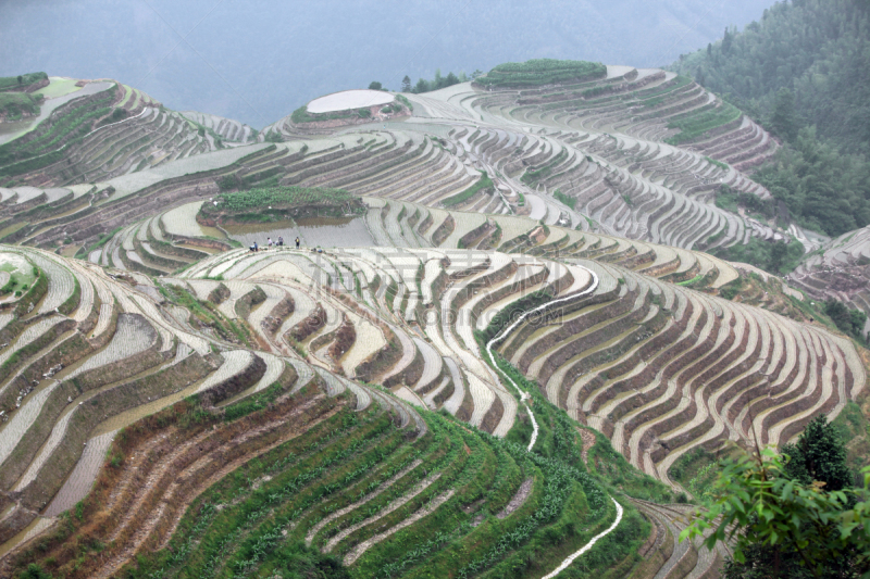 龙脊梯田,广西壮族自治区,梯田,稻,中国,壮族,瑶族,苗族,龙胜,水稻梯田