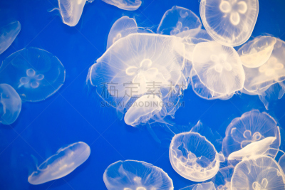 水母,海洋学家,蛇发女妖,水,艺术,水平画幅,形状,微生物学,月亮,水下
