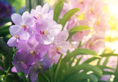 自然美,兰花,园林,鸡尾酒,孔雀仙人掌,自然界的状态,泰国,生物,花的组成部分,户外活动