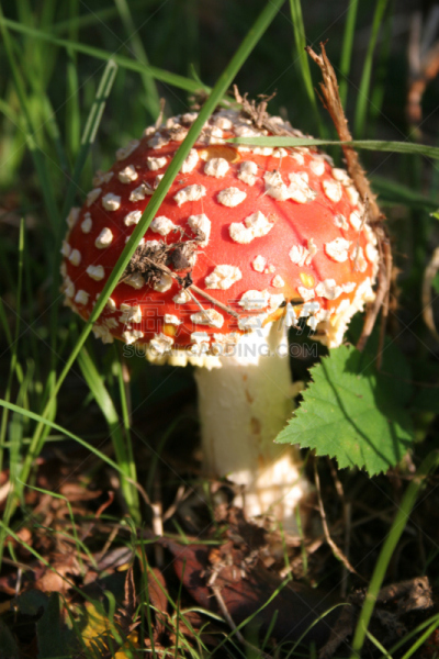 毒蘑菇,白色,斑点,红色,垂直画幅,无人,九月,户外,草,特写