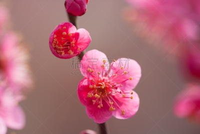 梅花,水平画幅,无人,户外,特写,全罗南道,春天,植物,植物学,粉色