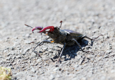 鹿角锹虫,微距,肖像,侧面视角,japanese stag beetle,钳夹,钢丝钳,长颈鹿,有角的,姿态