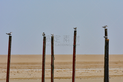纳米比亚,沃尔维斯湾,海岸线,海滩,水平画幅,无人,鸟类,户外,海鸥,摄影