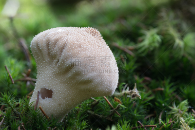 Macro photo of a Common puffball fungus (Lycoperdon perlatum) mushroom on a mossy stump