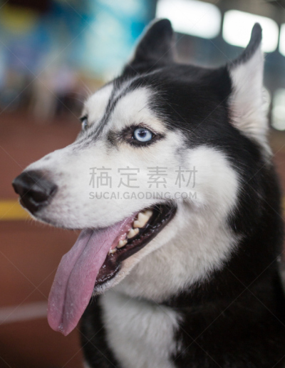 雪橇犬,注视镜头,白色,哈萨克斯坦,垂直画幅,图像,人的头部,欧芹,狗,哺乳纲