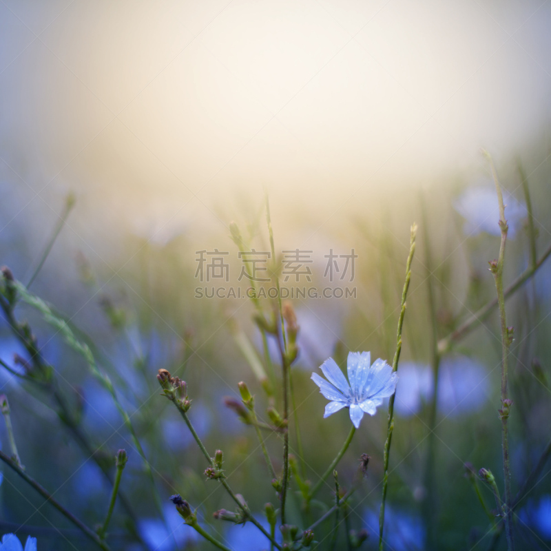 菊苣,蓝色,背景,替代,野花,野生植物,田地,草药,柔和,选择对焦