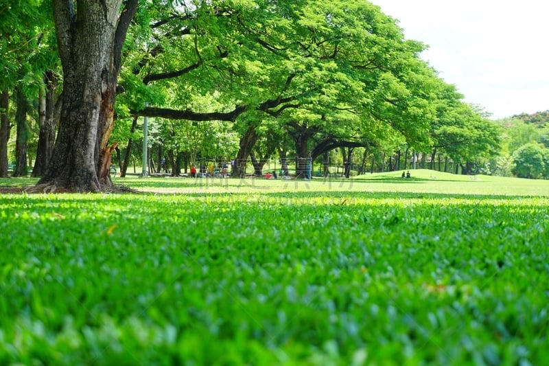 低视角,绿色,庭院,格林公园,草,螺旋弹簧,天空,公园,风,水平画幅