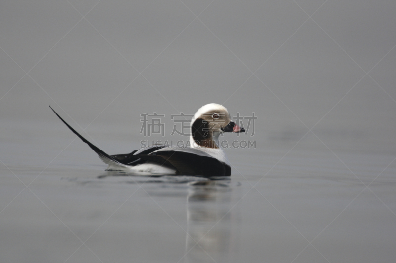 长尾鸭,自然,水,野生动物,水平画幅,无人,鸟类,野外动物,户外,湖