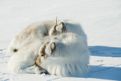 雪,动物毛,小的,新的,野外动物,全球通讯,地球形,全球商务,哺乳纲,白色