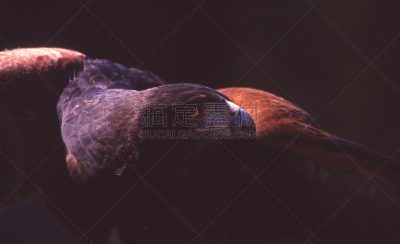 金雕,肖像,食肉鸟,水平画幅,彩色图片,动物,鸟类,脊椎动物,一只动物,鹰
