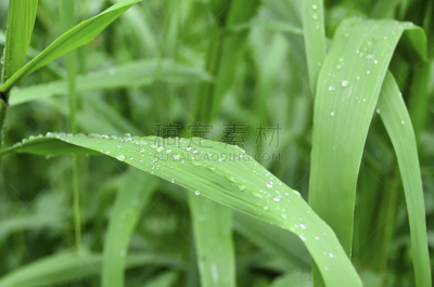 湿,草,雨,竹,美,水平画幅,早晨,纯净,夏天,户外