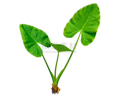 棕榈树,分离着色,白色,鸡尾酒,水平画幅,枝繁叶茂,无人,巨大的,夏天,户外