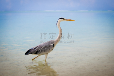 鸟类,自然,野生动物,水平画幅,小的,动物身体部位,野外动物,户外,白色,海伦岛