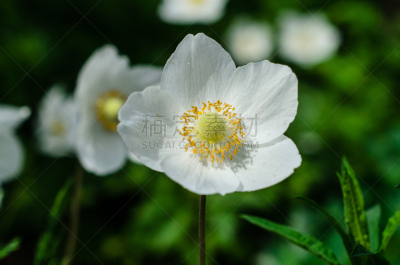 白色,银莲花,春天,花朵,芳香的,枝繁叶茂,雪花莲,草坪,夏天,光