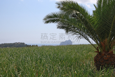 佩尼翁沙滩,自然,白色海岸,水平画幅,地形,岩石,无人,洋葱,户外,棕榈树