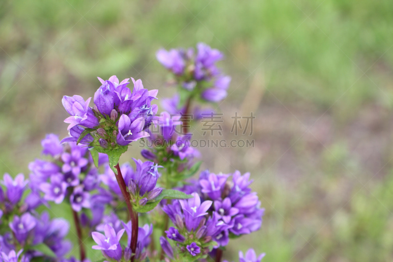 草,绿色,风铃草属,背景,美,留白,水平画幅,无人,夏天,组物体