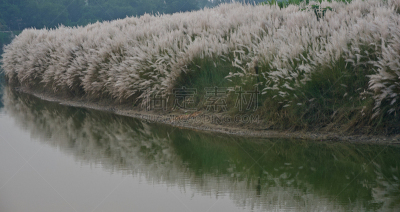 河岸,飞絮柳,居住区,城市生活,新加坡,环境保护,现代,池塘,鸟类,商业金融和工业