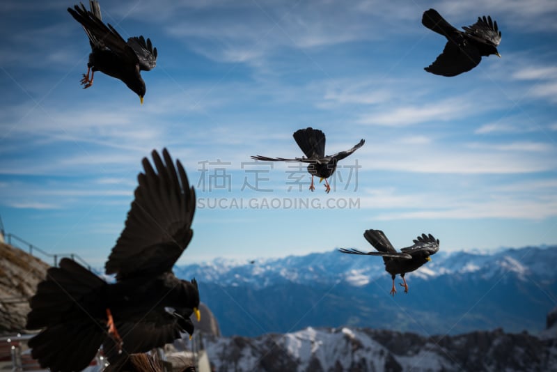 阿尔卑斯山脉,喙,山鸦,黄色,大乌鸦,水平画幅,山,寒鸦,雪,鸟类