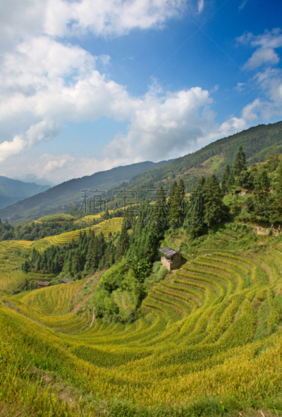 稻,梯田,龙脊梯田,垂直画幅,美,枝繁叶茂,山,传统,户外,水稻梯田