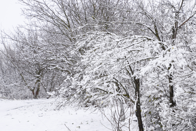 雪,枝,天空,气候,能源,白色,十二月,冬天,设计师