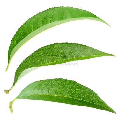 桃,叶子,白色,分离着色,有机食品,白色背景,生食,背景分离,清新,一个物体