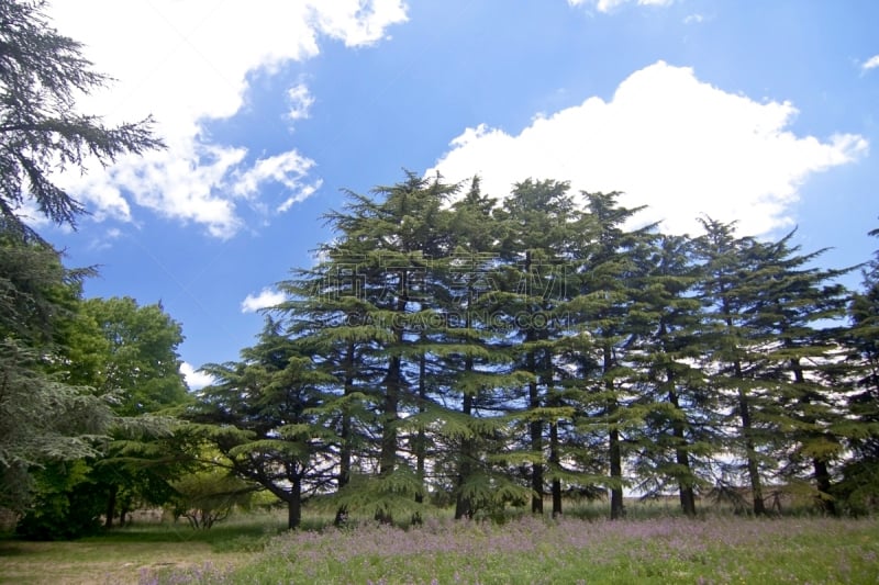 伦巴第大区,城堡,草地,水平画幅,绿色,建筑,无人,欧洲,户外,草