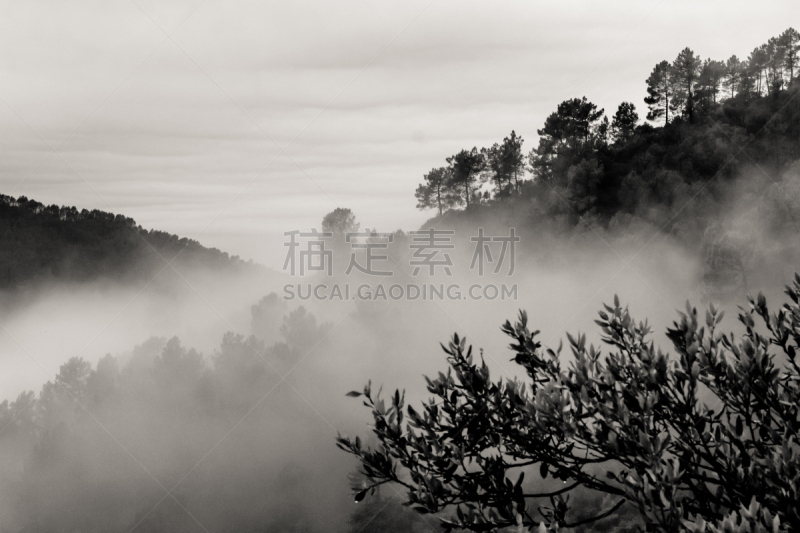 雾,森林,塞文山区,天空,美,水平画幅,云,无人,古老的,户外