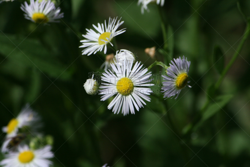 雏菊,米粒扣翠菊,飞蓬属植物,自然,水平画幅,无人,仅一朵花,彩色背景,白色,植物